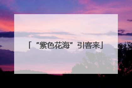 “紫色花海”引客来