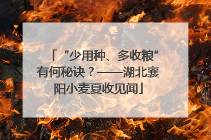 “少用种、多收粮”有何秘诀？——湖北襄阳小麦夏收见闻