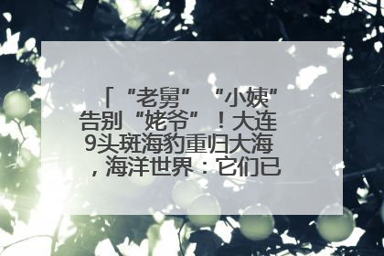 “老舅”“小姨”告别“姥爷”！大连9头斑海豹重归大海，海洋世界：它们已具备野外生存能力