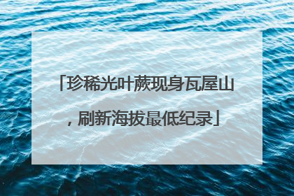 珍稀光叶蕨现身瓦屋山，刷新海拔最低纪录