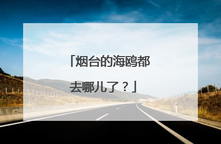 烟台的海鸥都去哪儿了？