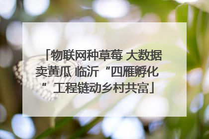 物联网种草莓 大数据卖黄瓜 临沂“四雁孵化”工程链动乡村共富