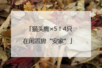 猫头鹰×5！4只在闲置房“安家”