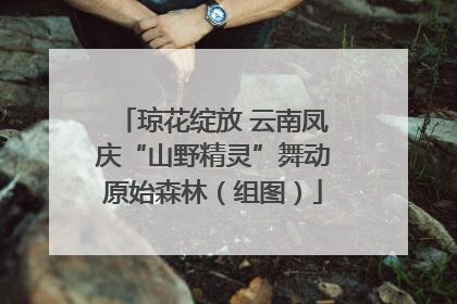 琼花绽放 云南凤庆“山野精灵”舞动原始森林（组图）