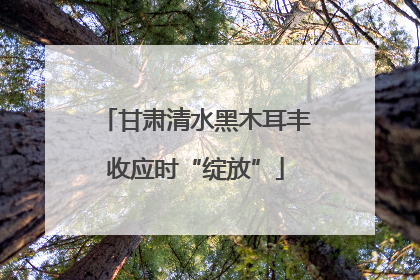 甘肃清水黑木耳丰收应时“绽放”