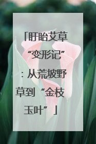 盱眙艾草“变形记”：从荒坡野草到“金枝玉叶”