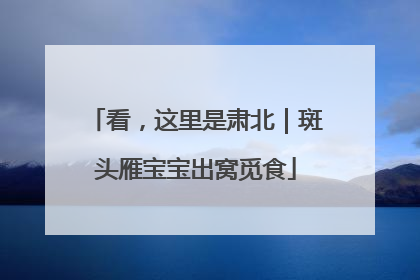 看，这里是肃北｜斑头雁宝宝出窝觅食