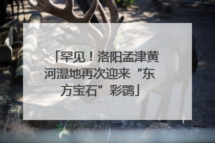 罕见！洛阳孟津黄河湿地再次迎来“东方宝石”彩鹮