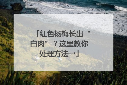 红色杨梅长出“白肉”？这里教你处理方法→