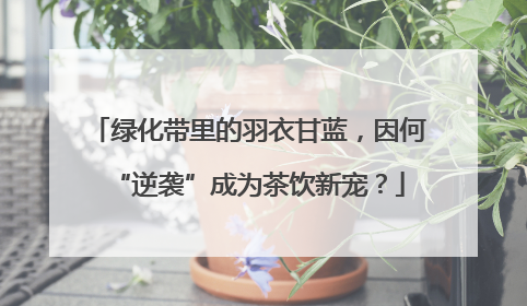 绿化带里的羽衣甘蓝，因何“逆袭”成为茶饮新宠？