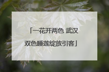 一花开两色 武汉双色睡莲绽放引客