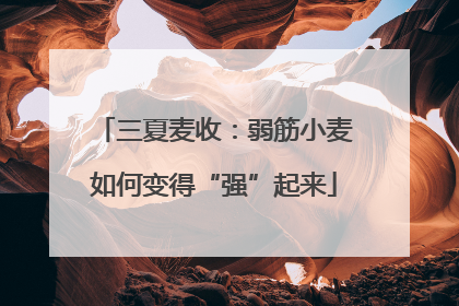 三夏麦收：弱筋小麦如何变得“强”起来