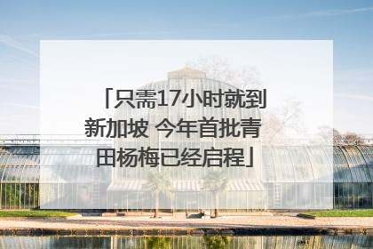 只需17小时就到新加坡 今年首批青田杨梅已经启程