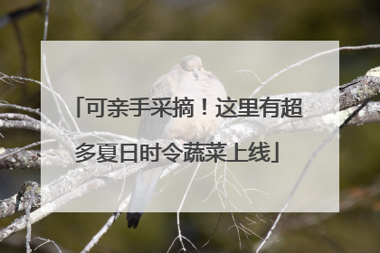 可亲手采摘！这里有超多夏日时令蔬菜上线