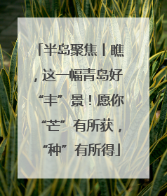 半岛聚焦丨瞧，这一幅青岛好“丰”景！愿你“芒”有所获，“种”有所得
