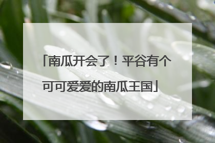 南瓜开会了！平谷有个可可爱爱的南瓜王国