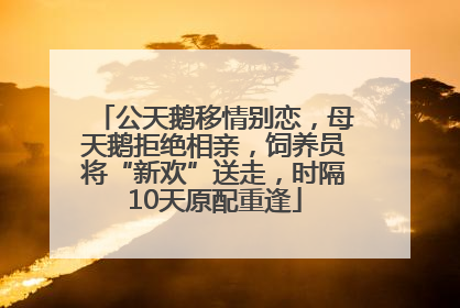 公天鹅移情别恋，母天鹅拒绝相亲，饲养员将“新欢”送走，时隔10天原配重逢