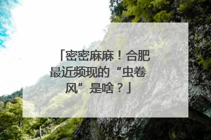 密密麻麻！合肥最近频现的“虫卷风”是啥？