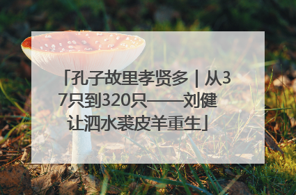 孔子故里孝贤多｜从37只到320只——刘健让泗水裘皮羊重生