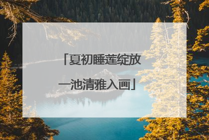 夏初睡莲绽放 一池清雅入画
