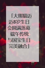 大熊猫迈迈8岁生日会圆满落幕 端午传统与国宝生日完美融合
