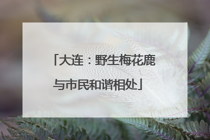 大连：野生梅花鹿与市民和谐相处