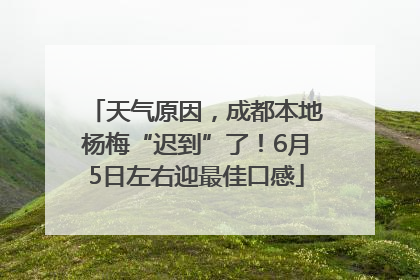 天气原因，成都本地杨梅“迟到”了！6月5日左右迎最佳口感