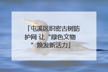 屯溪区织密古树防护网 让“绿色文物”焕发新活力