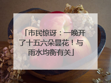 市民惊讶：一晚开了十五六朵昙花！与雨水均衡有关
