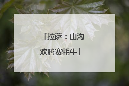 拉萨：山沟欢腾赛牦牛