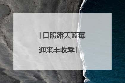 日照露天蓝莓迎来丰收季
