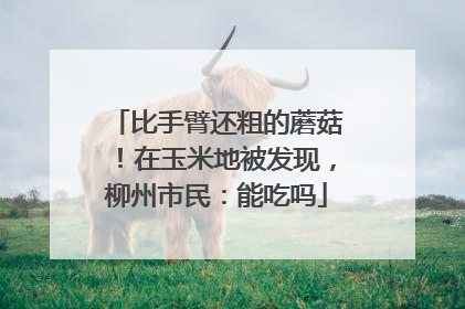 比手臂还粗的蘑菇！在玉米地被发现，柳州市民：能吃吗