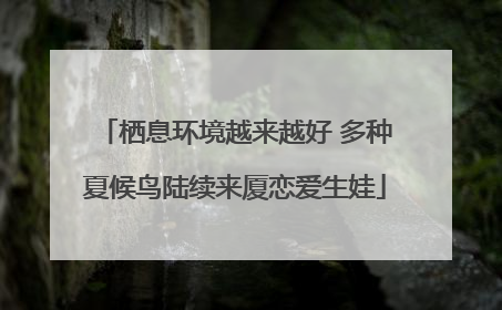 栖息环境越来越好 多种夏候鸟陆续来厦恋爱生娃
