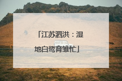 江苏泗洪：湿地白鹭育雏忙