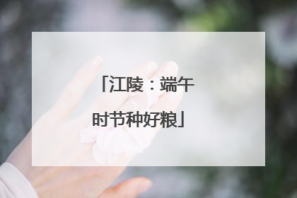 江陵：端午时节种好粮