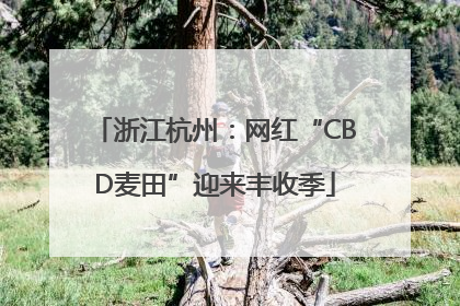 浙江杭州：网红“CBD麦田”迎来丰收季