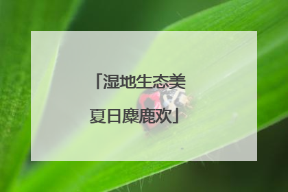 湿地生态美 夏日麋鹿欢