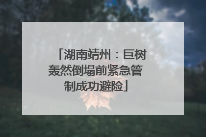 湖南靖州：巨树轰然倒塌前紧急管制成功避险