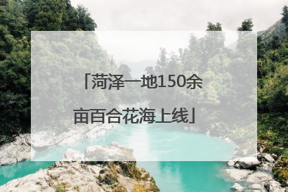 菏泽一地150余亩百合花海上线