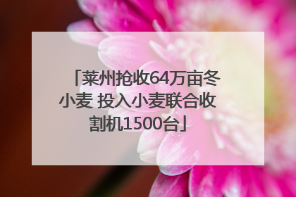 莱州抢收64万亩冬小麦 投入小麦联合收割机1500台
