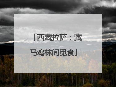 西藏拉萨：藏马鸡林间觅食