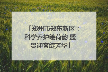 郑州市郑东新区：科学养护绘荷韵 盛景迎客绽芳华