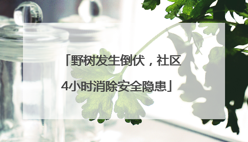 野树发生倒伏，社区4小时消除安全隐患