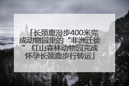 长颈鹿漫步400米完成动物园里的“非洲迁徙” 红山森林动物园完成怀孕长颈鹿步行转运