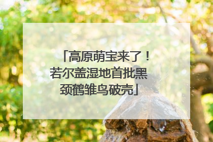 高原萌宝来了！若尔盖湿地首批黑颈鹤雏鸟破壳