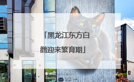 黑龙江东方白鹳迎来繁育期