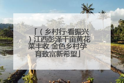 （乡村行·看振兴）江西彭泽千亩黄花菜丰收 金色乡村孕育致富新希望